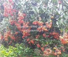Bán đất hẻm 12 Suối Rết, xã Xuân Định, huyện Xuân Lộc, tỉnh Đồng Nai, diện tích 11.346m2, giá bán 8,5 tỷ